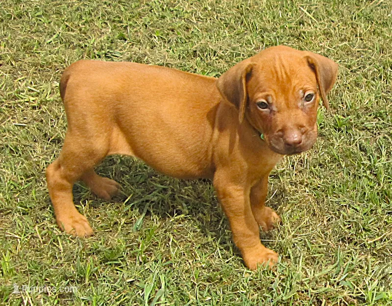 Green female – Rhodesian Ridgeback puppy for sale in Palestine, TX