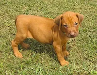 Green female, a female Rhodesian Ridgeback for sale in Palestine, TX – 1 of 4