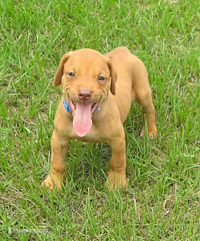 blue male – Rhodesian Ridgeback puppy for sale in Palestine, TX