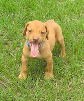 blue male, a male Rhodesian Ridgeback for sale in Palestine, TX – 1 of 3