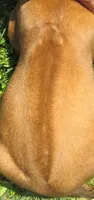 Pink female, a female Rhodesian Ridgeback for sale in Palestine, TX – 4 of 4