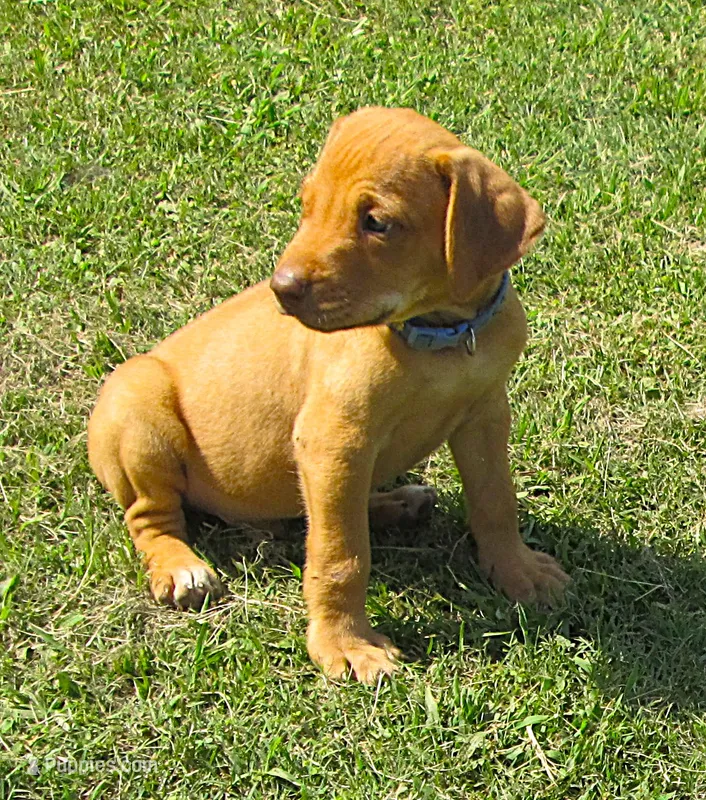 blue male – Rhodesian Ridgeback puppy for sale in Palestine, TX