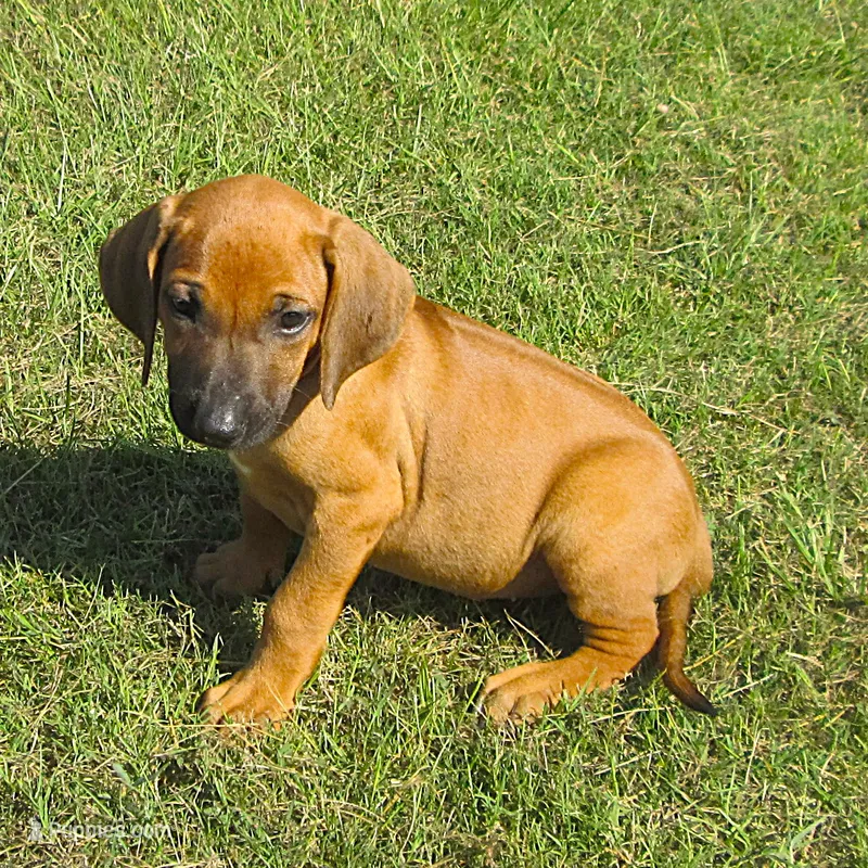 Black female – Rhodesian Ridgeback puppy for sale in Palestine, TX