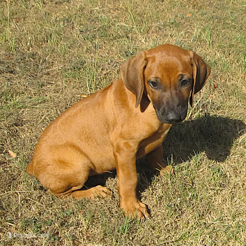 Hershey's #2 – Rhodesian Ridgeback puppy for sale in Palestine, TX
