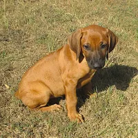 Hershey's #2, a female Rhodesian Ridgeback for sale in Palestine, TX – 1 of 3