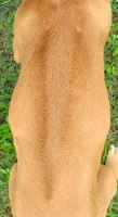 Lt Green female, a female Rhodesian Ridgeback for sale in Palestine, TX – 4 of 4