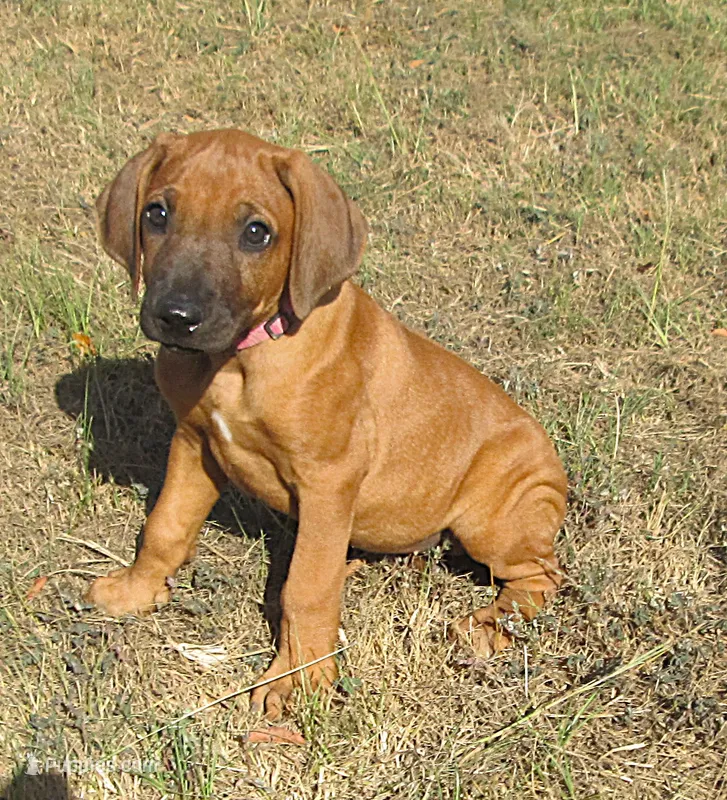 Hershey's #1 – Rhodesian Ridgeback puppy for sale in Palestine, TX