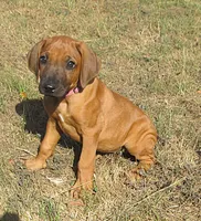 Hershey's #1, a female Rhodesian Ridgeback for sale in Palestine, TX – 1 of 4