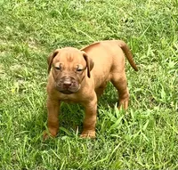Black male, a male Rhodesian Ridgeback for sale in Palestine, TX – 2 of 4