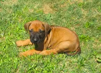 Purple female, a female Rhodesian Ridgeback for sale in Palestine, TX – 3 of 4