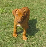 Lily's boy, a male Rhodesian Ridgeback for sale in Palestine, TX – 2 of 3