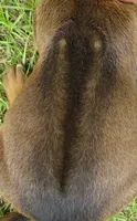 Yellow female, a female Rhodesian Ridgeback for sale in Palestine, TX – 3 of 3
