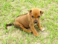 Red male, a male Rhodesian Ridgeback for sale in Palestine, TX – 3 of 4
