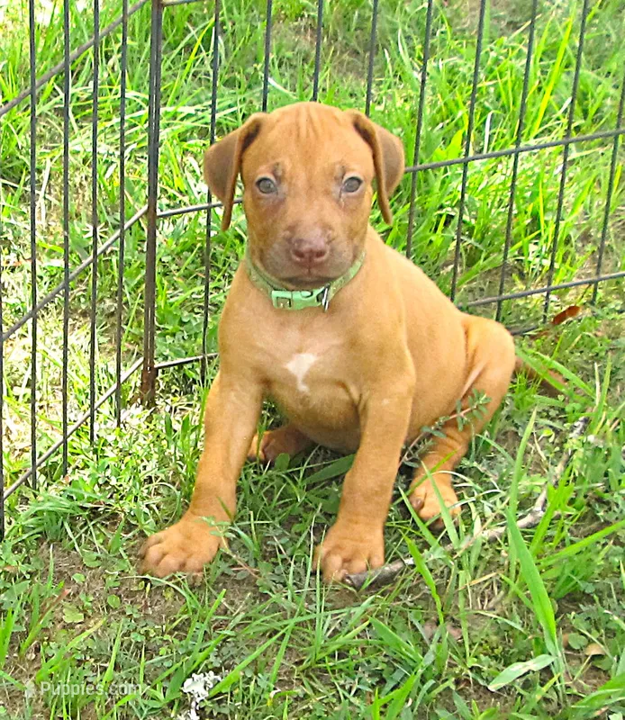 Green female – Rhodesian Ridgeback puppy for sale in Palestine, TX