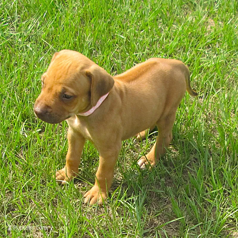 Pink female – Rhodesian Ridgeback puppy for sale in Palestine, TX