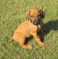 Red female, a female Rhodesian Ridgeback for sale in Palestine, TX – 2 of 3