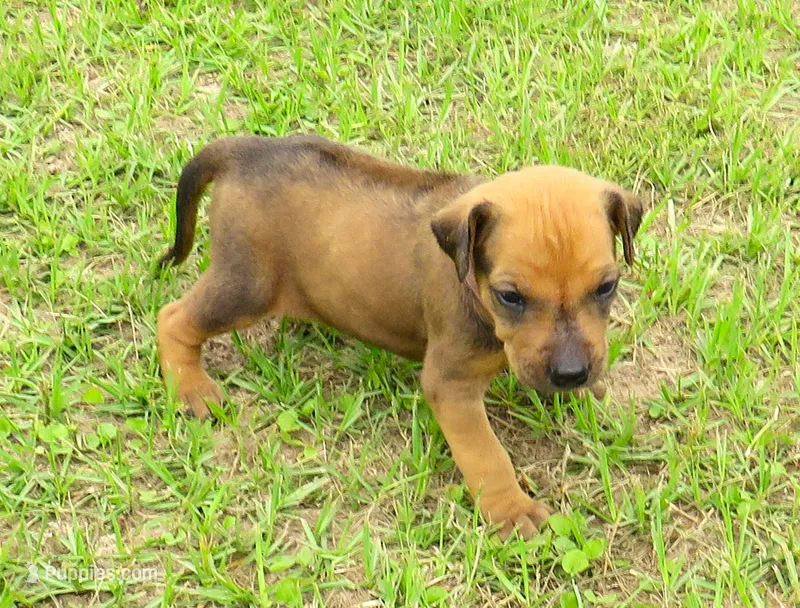 Purple  female – Rhodesian Ridgeback puppy for sale in Palestine, TX