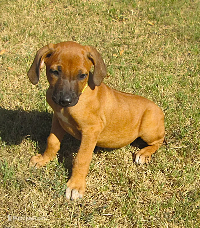 Hershey's #4 – Rhodesian Ridgeback puppy for sale in Palestine, TX