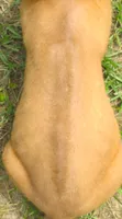 Green male, a male Rhodesian Ridgeback for sale in Palestine, TX – 3 of 3