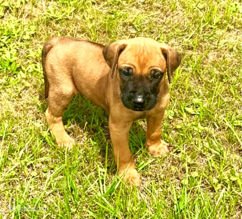 Red male – Rhodesian Ridgeback puppy for sale in Palestine, TX