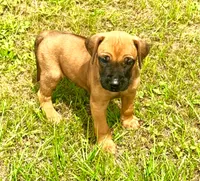 Red male, a male Rhodesian Ridgeback for sale in Palestine, TX – 1 of 4