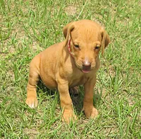 Red male, a male Rhodesian Ridgeback for sale in Palestine, TX – 1 of 3