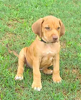 Lt Green female, a female Rhodesian Ridgeback for sale in Palestine, TX – 3 of 4