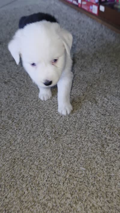 Charolete, a female Australian Shepherd for sale in Goshen, OH – 2 of 10