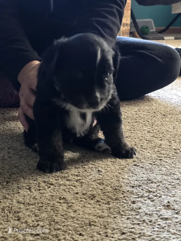 Uso – Australian Shepherd puppy for sale in Goshen, OH