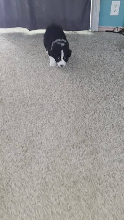 Bayley, a female Australian Shepherd for sale in Goshen, OH – 2 of 2