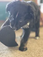 Uso, a male Australian Shepherd for sale in Goshen, OH – 9 of 9