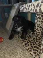 Uso, a male Australian Shepherd for sale in Goshen, OH – 8 of 9
