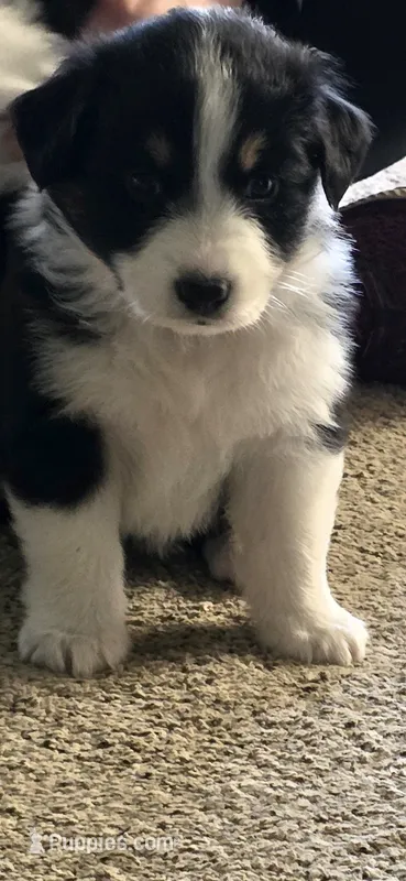 Bayley – Australian Shepherd puppy for sale in Goshen, OH