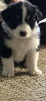 Bayley, a female Australian Shepherd for sale in Goshen, OH – 1 of 2