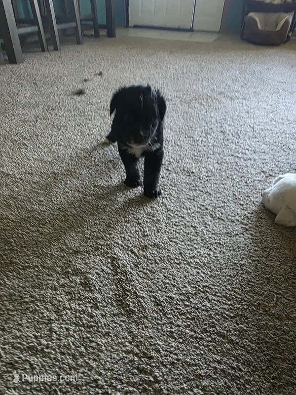 Uso – Australian Shepherd puppy for sale in Goshen, OH