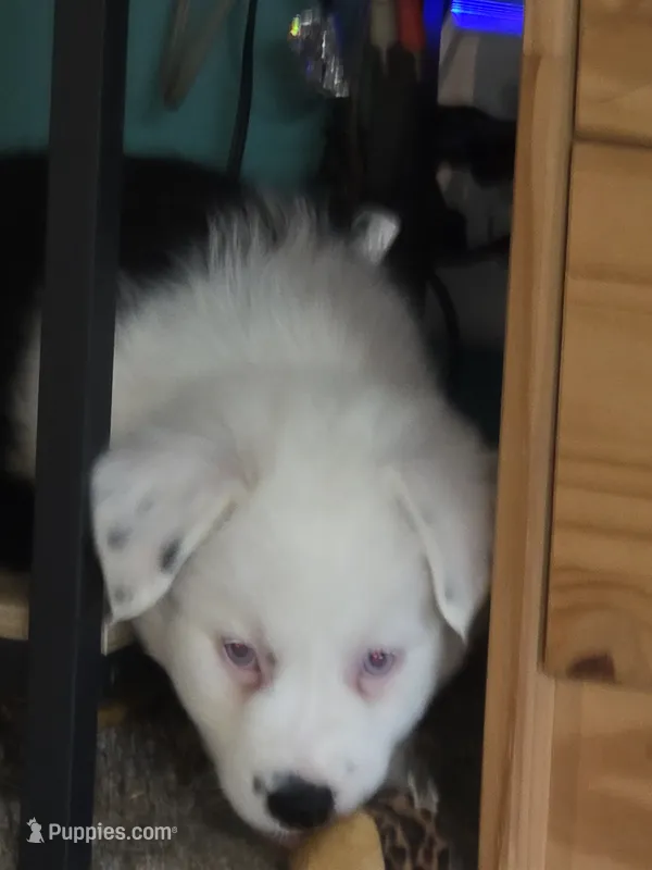 Charolete – Australian Shepherd puppy for sale in Goshen, OH