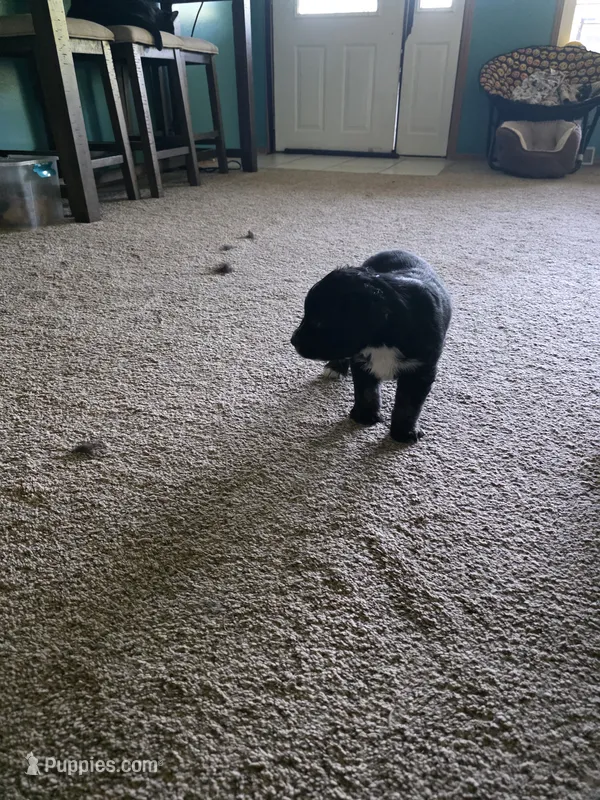 Uso – Australian Shepherd puppy for sale in Goshen, OH