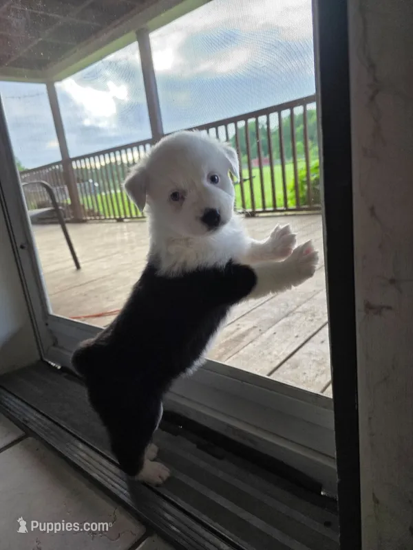 Charolete – Australian Shepherd puppy for sale in Goshen, OH