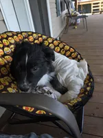 Uso, a male Australian Shepherd for sale in Goshen, OH – 6 of 9