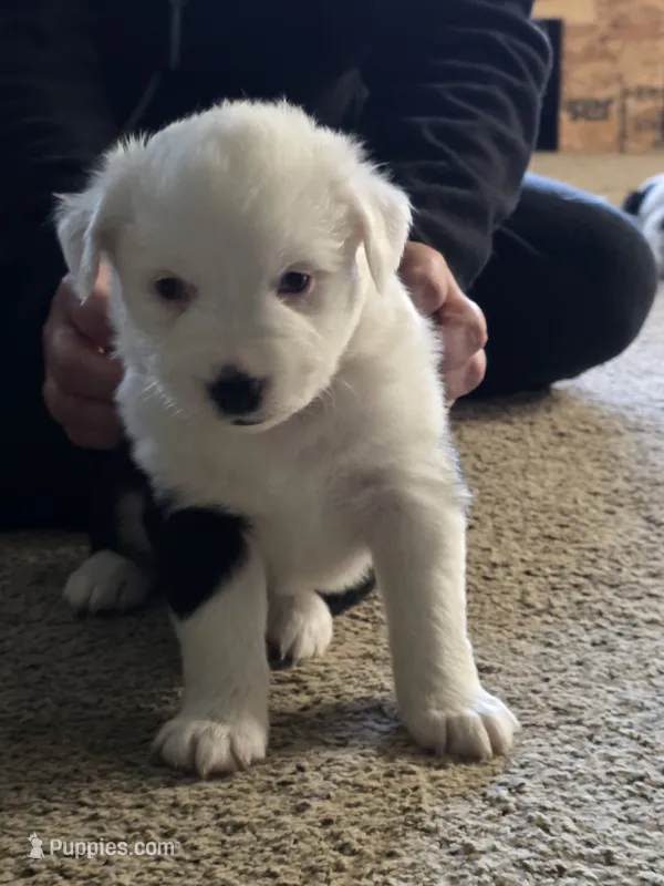 Charolete – Australian Shepherd puppy for sale in Goshen, OH