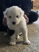 Charolete, a female Australian Shepherd for sale in Goshen, OH – 1 of 1