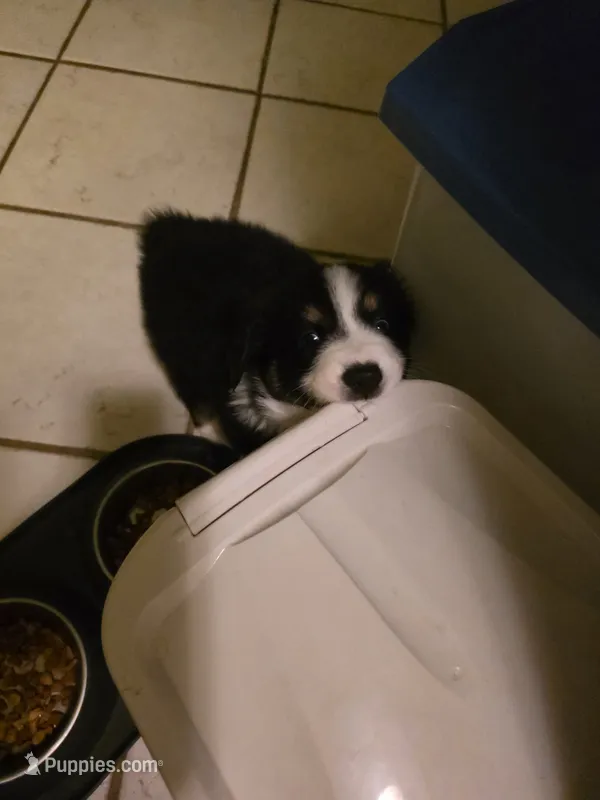 Bayley – Australian Shepherd puppy for sale in Goshen, OH