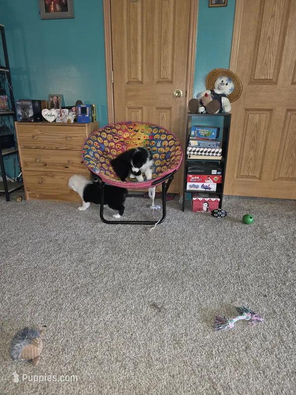 Bayley – Australian Shepherd puppy for sale in Goshen, OH