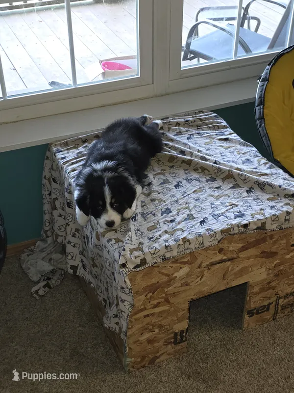 Bayley – Australian Shepherd puppy for sale in Goshen, OH