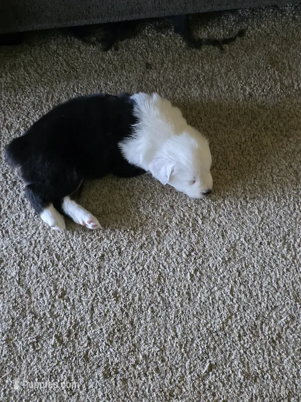 Charolete – Australian Shepherd puppy for sale in Goshen, OH