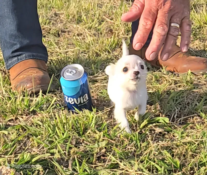 Carina (AVAILABLE NOW)  – Chihuahua puppy for sale in Greenwood, AR