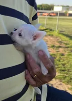 Carina, a female Chihuahua for sale in Greenwood, AR – Photo 4 of 6