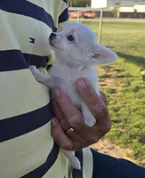 Carina, a female Chihuahua for sale in Greenwood, AR – Photo 6 of 6