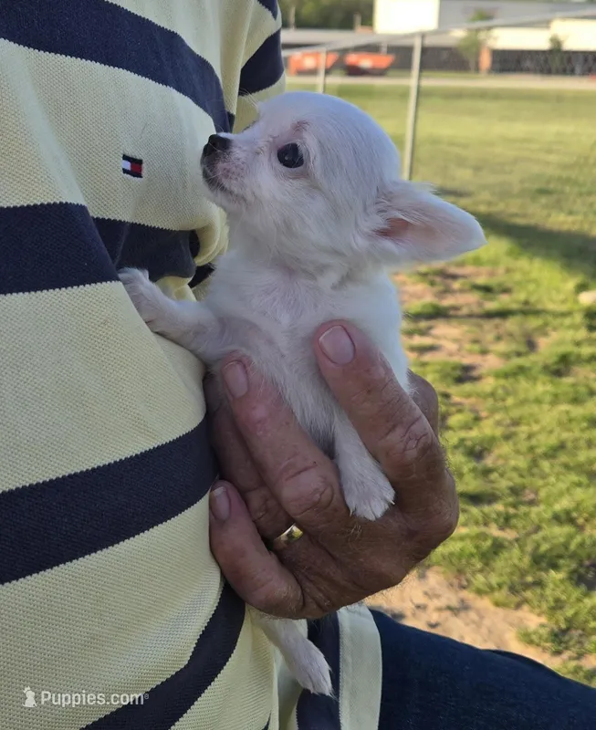 Carina – Chihuahua puppy for sale in Greenwood, AR