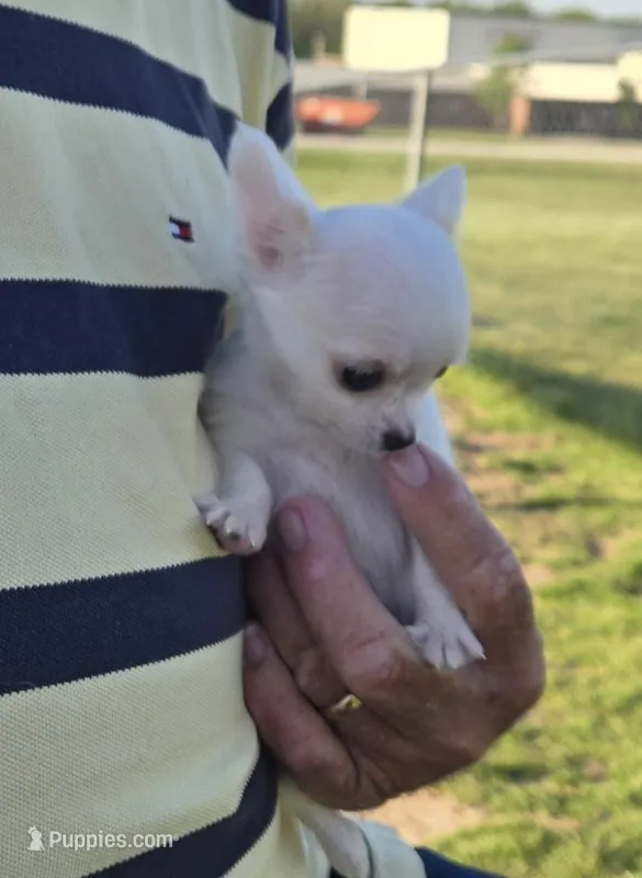 Carina – Chihuahua puppy for sale in Greenwood, AR